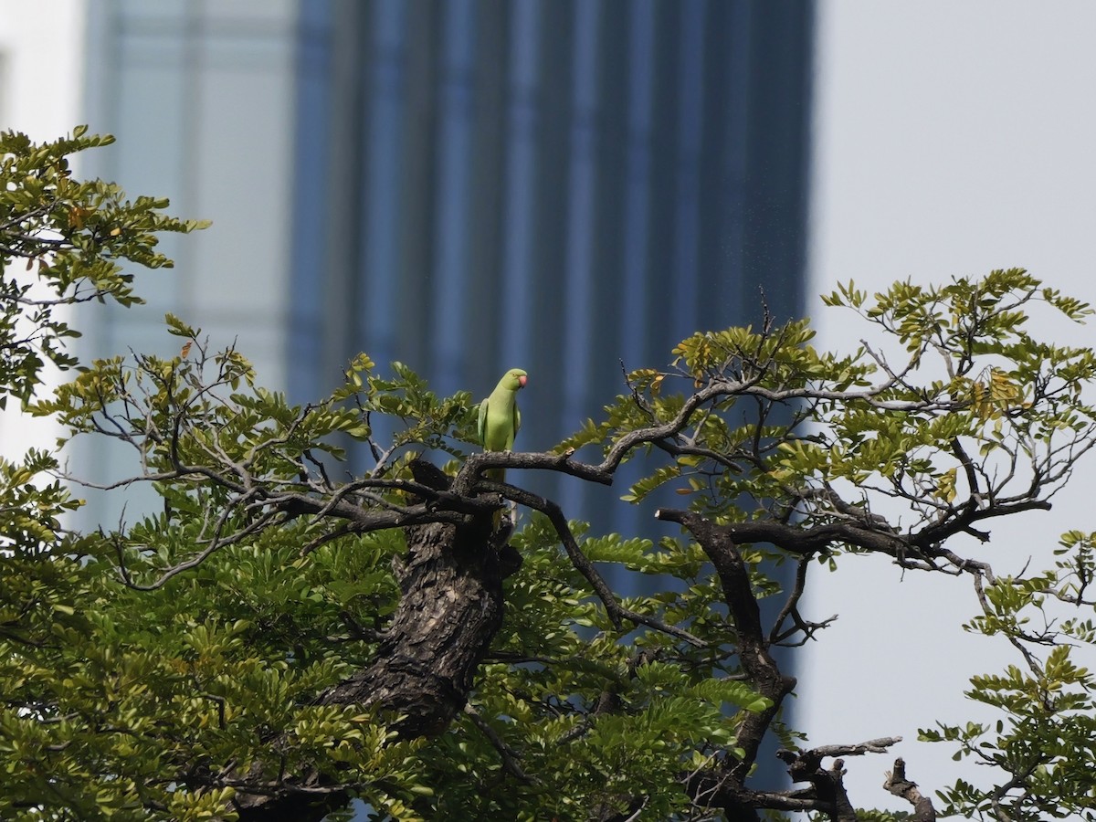 Perruche à collier - ML647745797