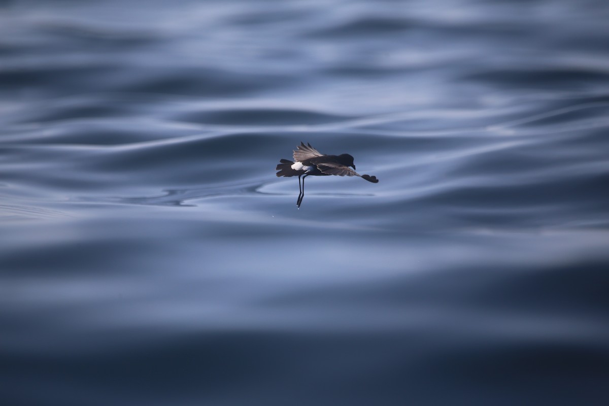 Изящная океанида - ML647745810