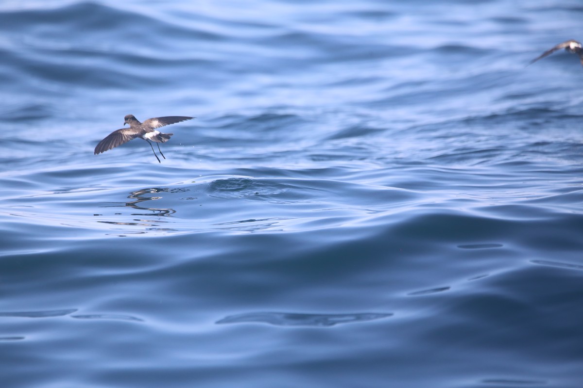 Изящная океанида - ML647745813