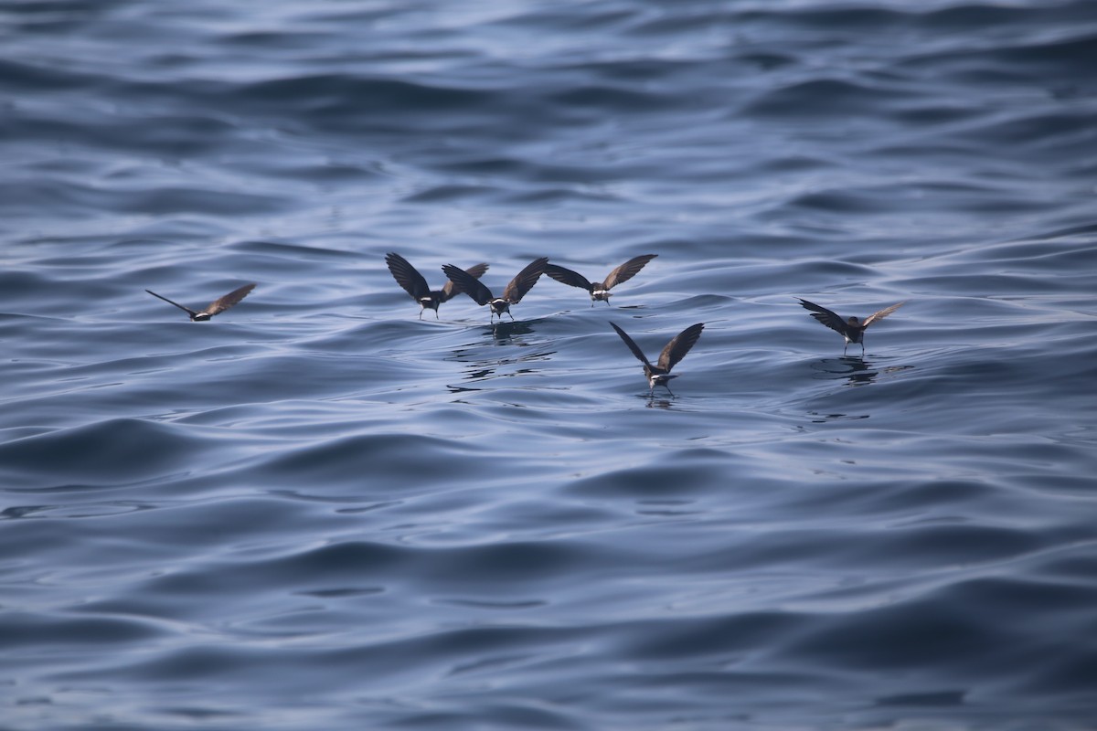 Изящная океанида - ML647745814