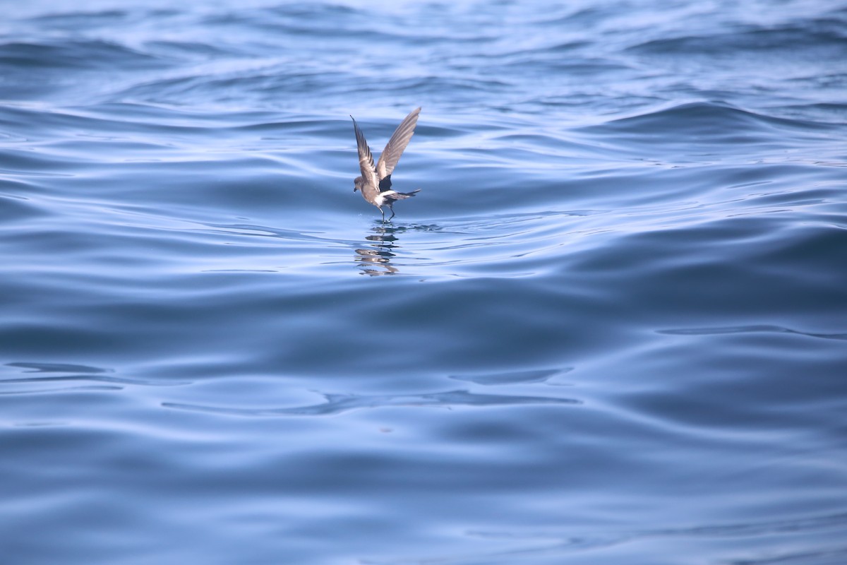 Изящная океанида - ML647745815