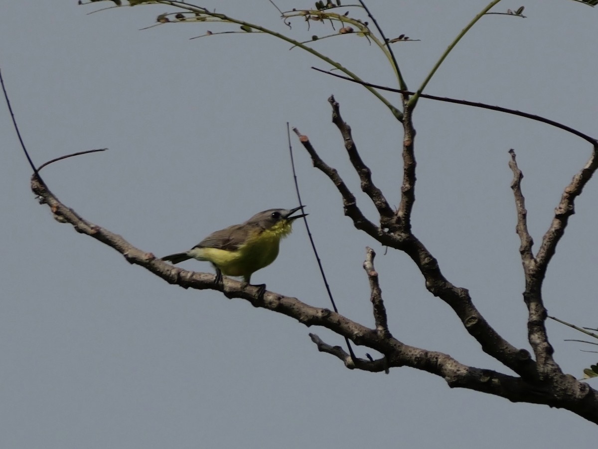 Gérygone soufrée - ML647745817