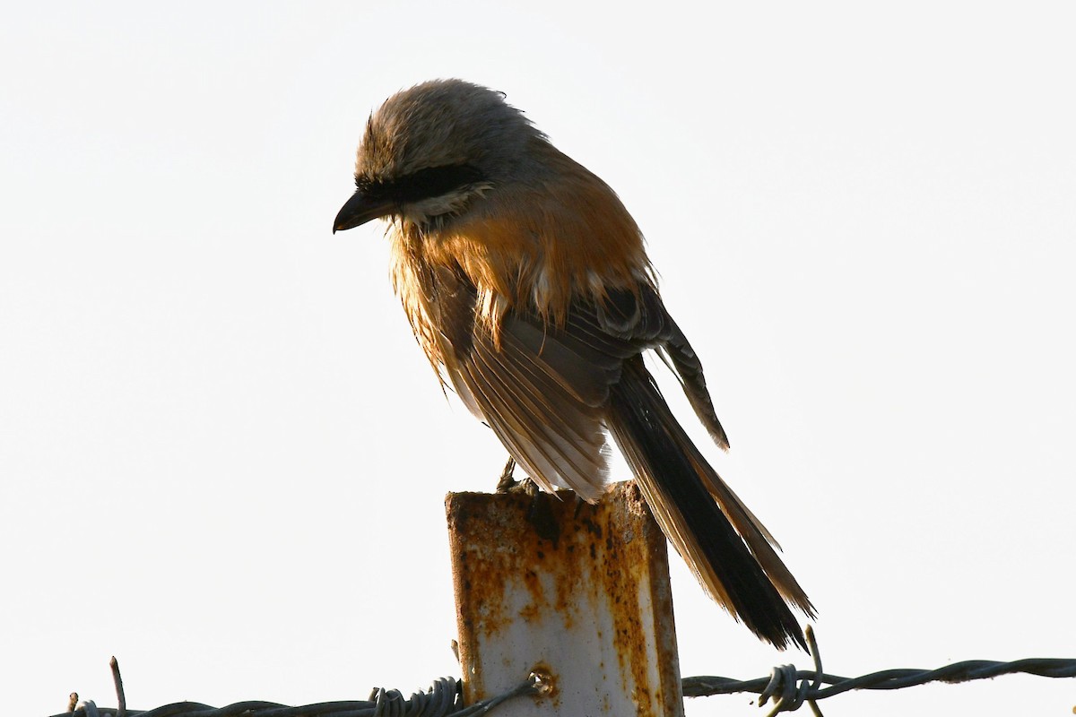 Индийский жулан - ML647745818