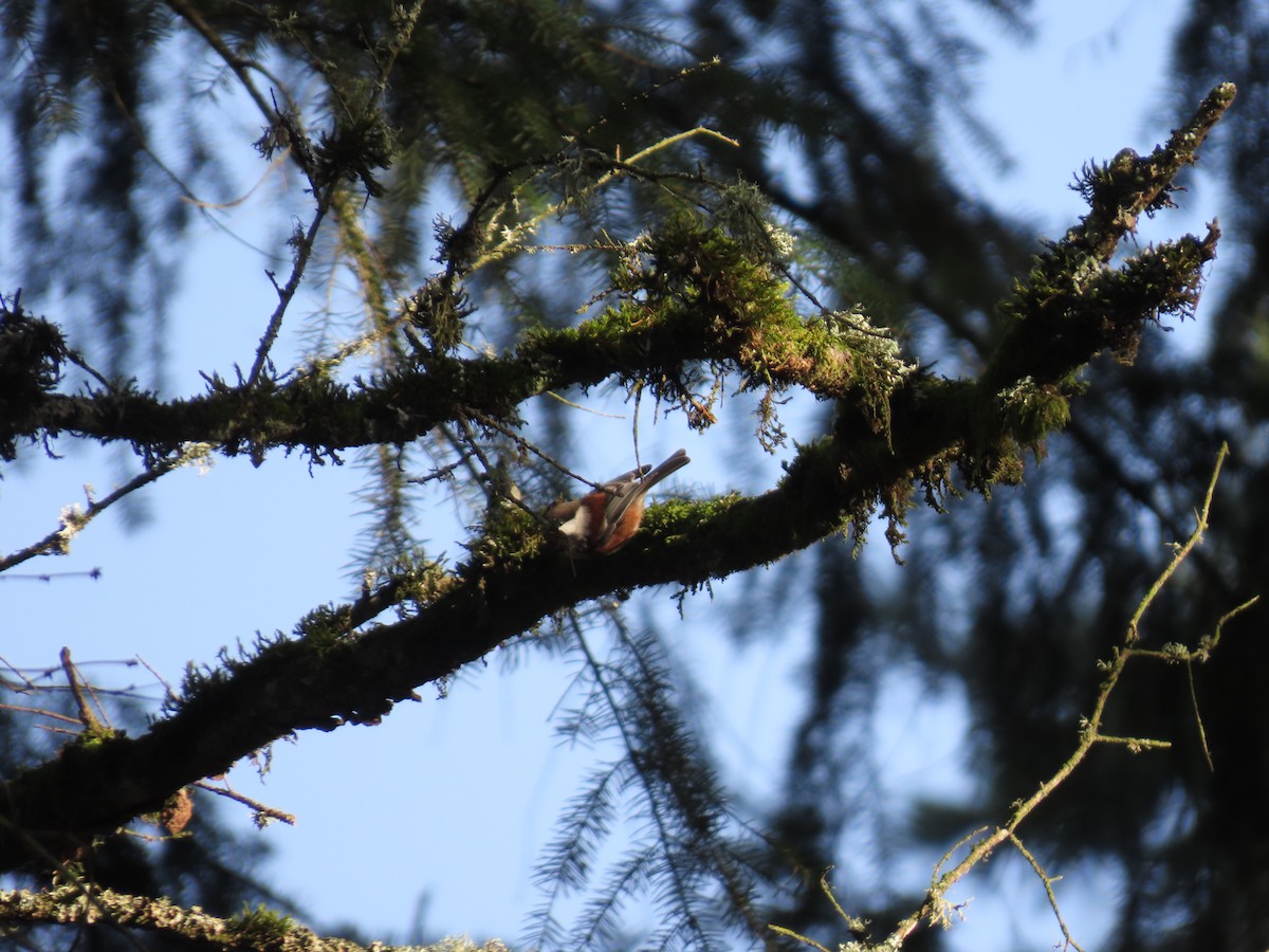 Каштановоспинная гаичка - ML647745819