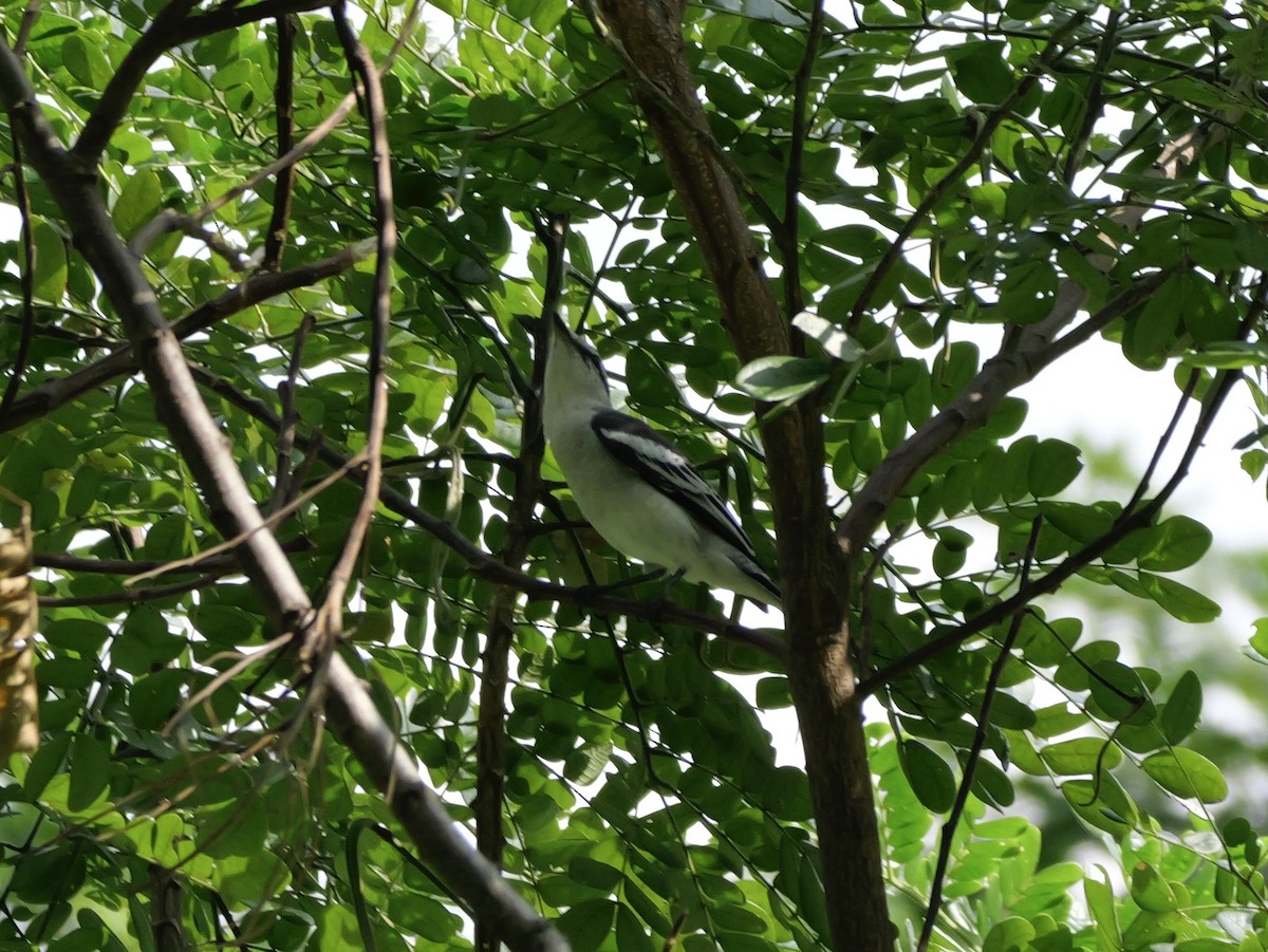 Сорочий личинкоед-свистун - ML647745820