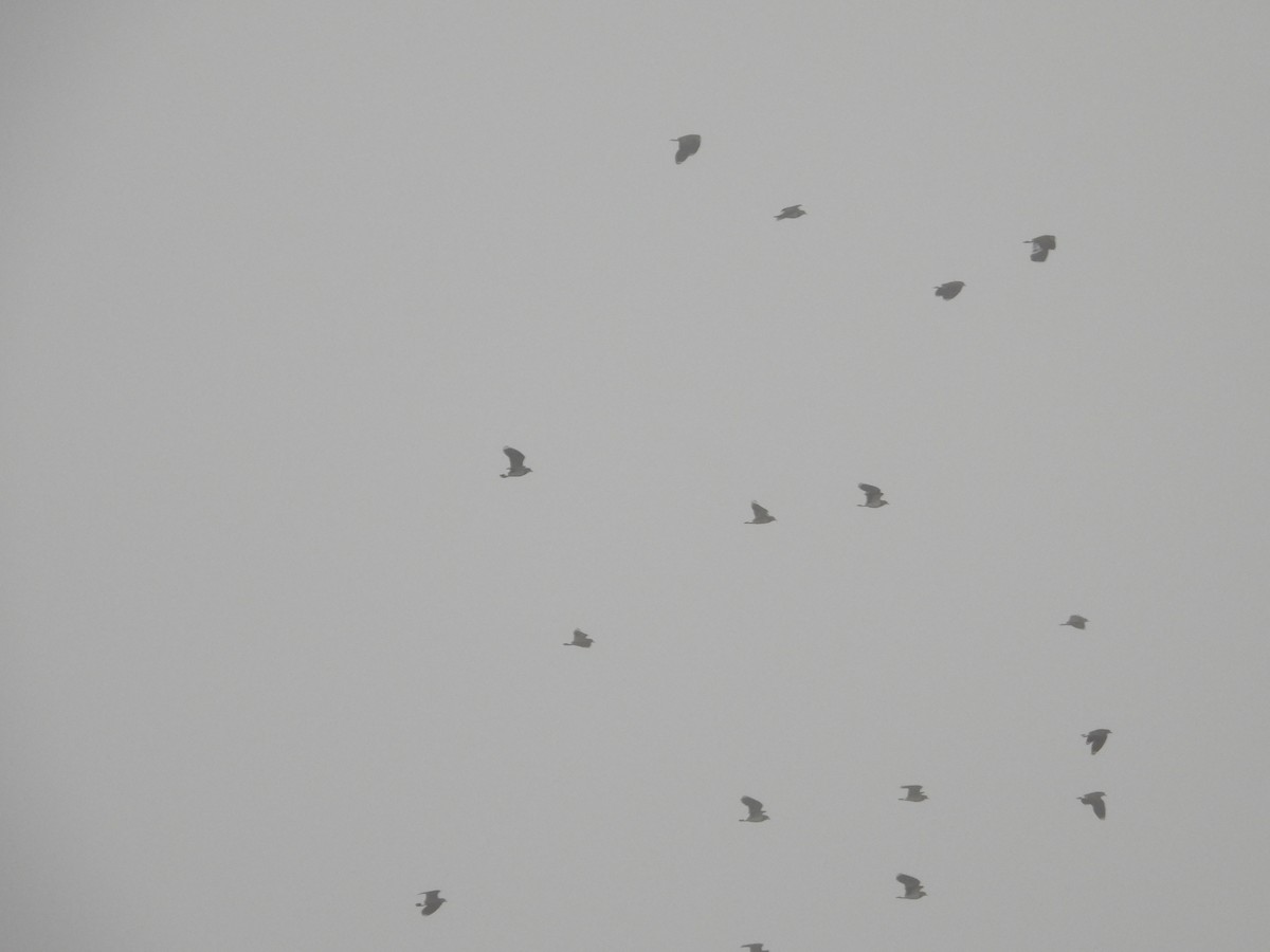 Чибис - ML647745821