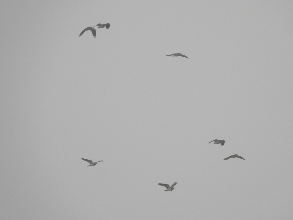 Чибис - ML647745822