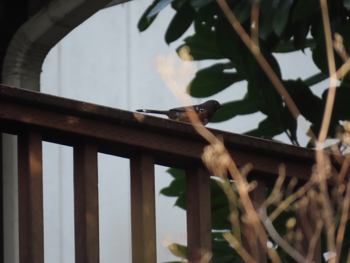 Пятнистый тохи - ML647745824