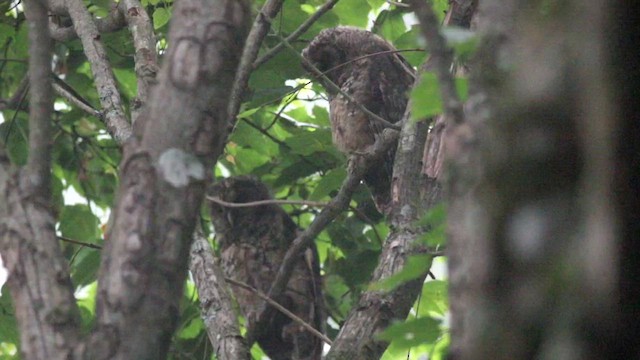 東方灰林鴞 - ML647745825