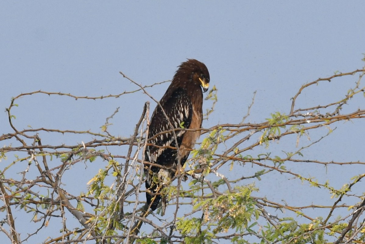 Большой подорлик - ML647745826