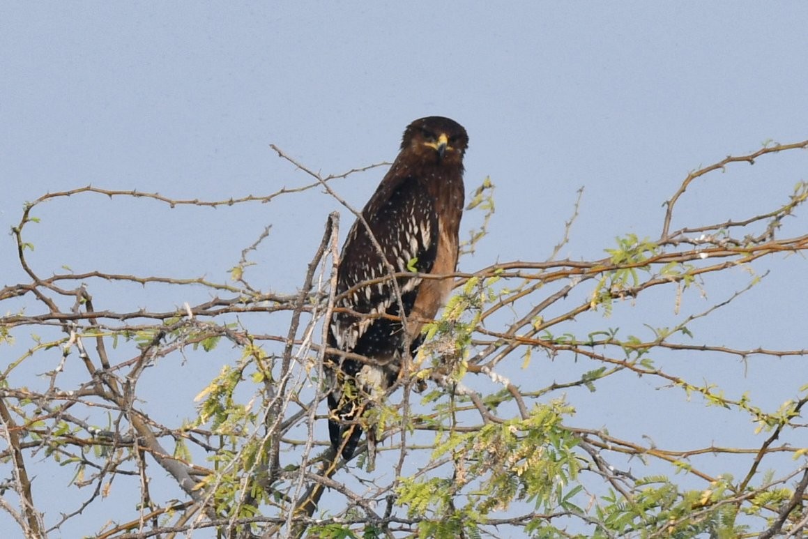 Большой подорлик - ML647745827