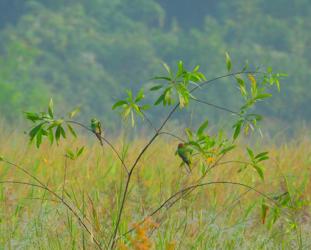 Asian Green Bee-eater - ML647745828