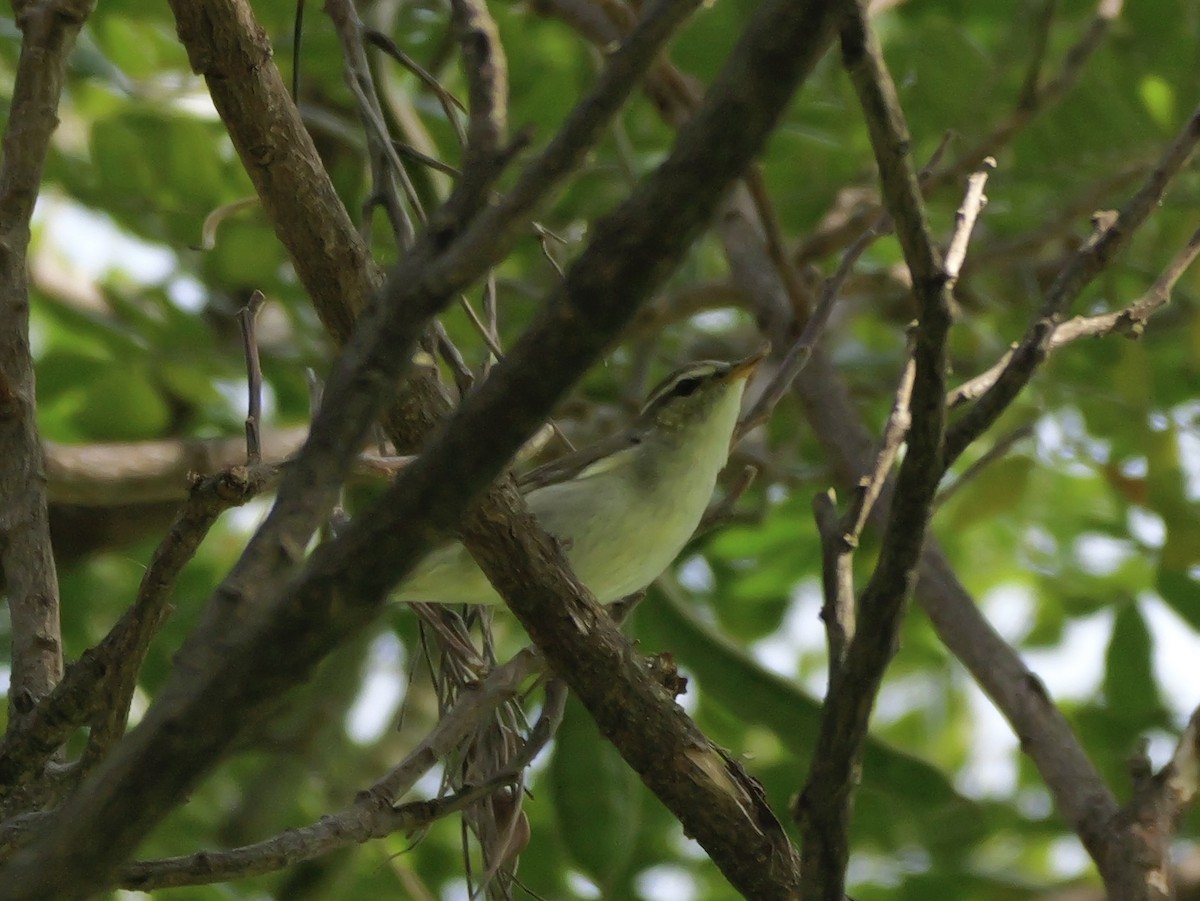 Пеночка-таловка - ML647745829