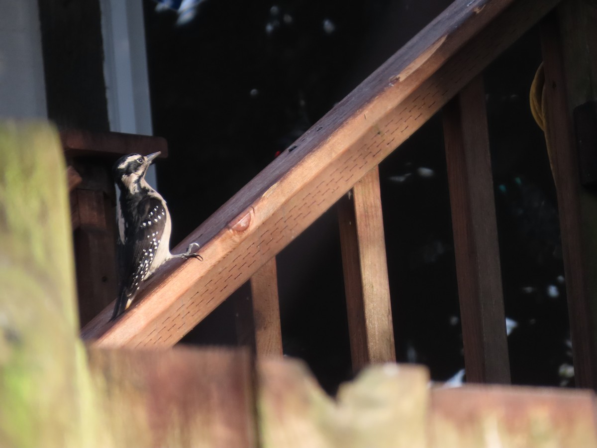 Волосатый дятел - ML647745830