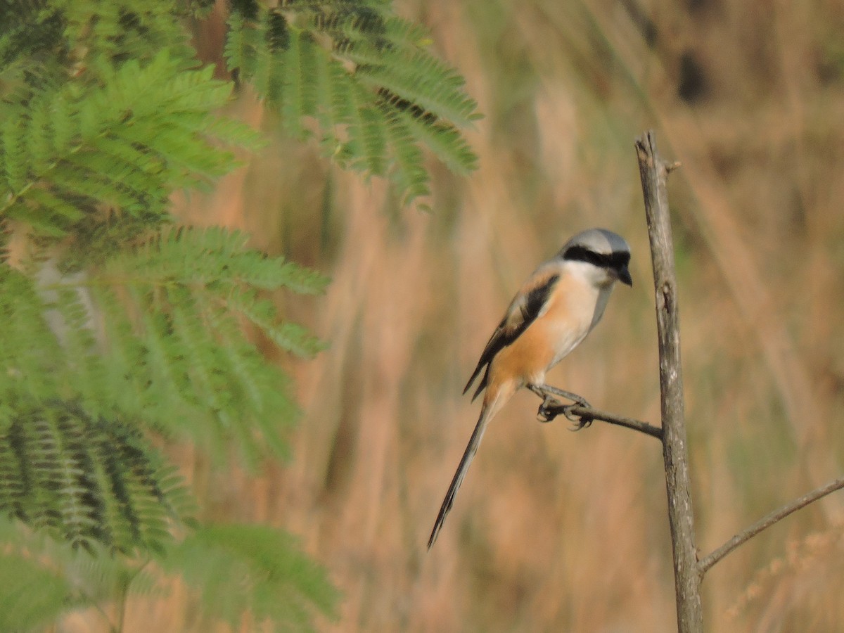 Длиннохвостый сорокопут - ML647745831