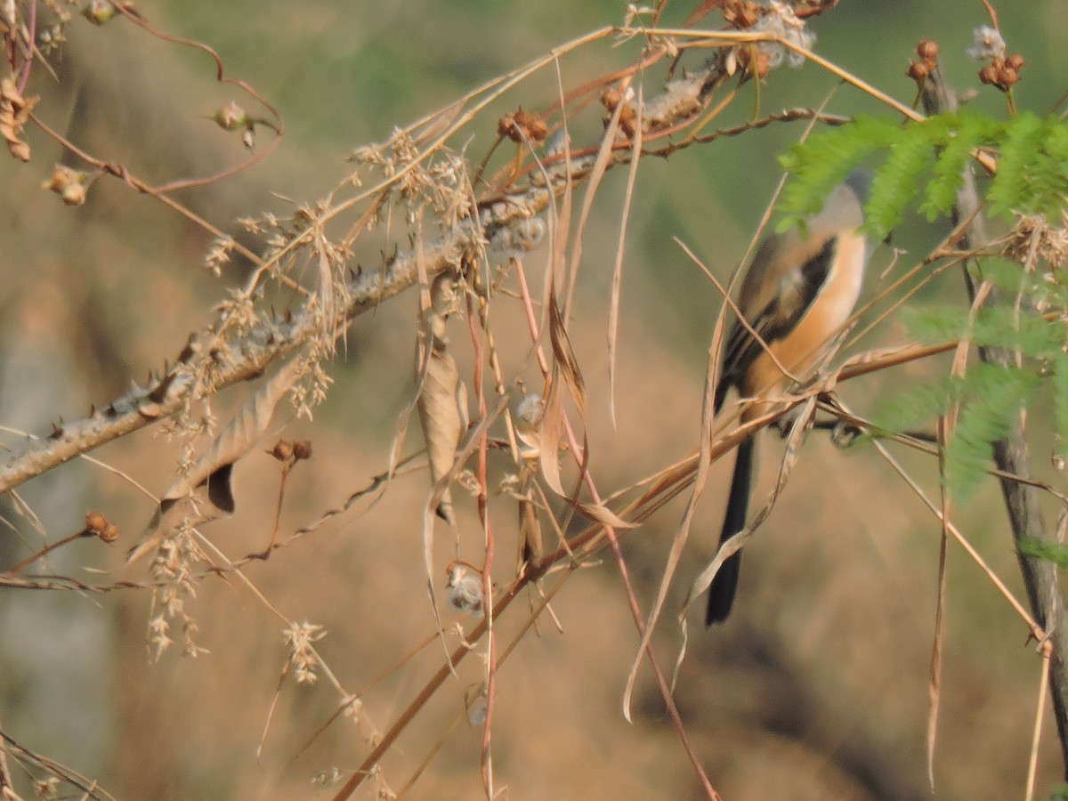 Длиннохвостый сорокопут - ML647745832