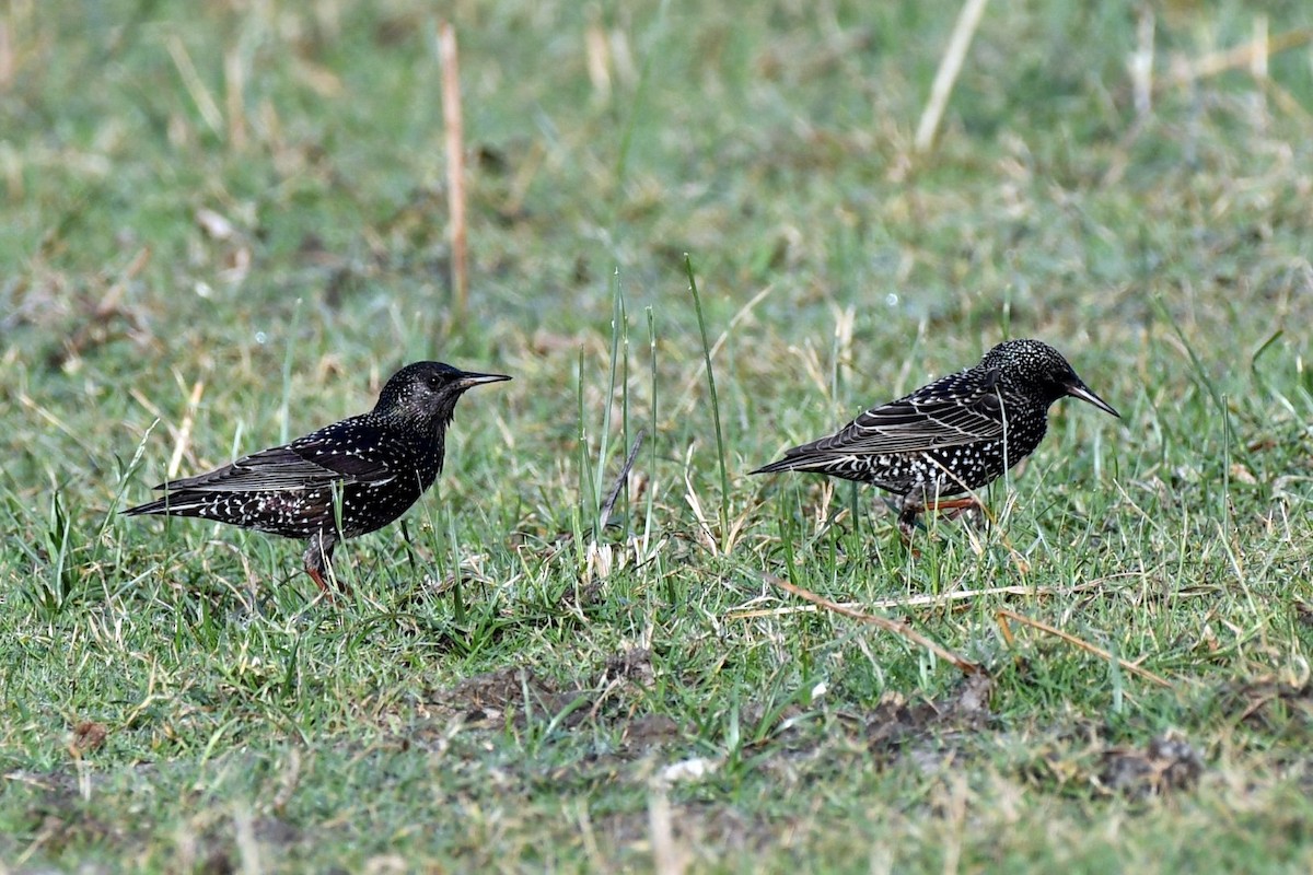 Обыкновенный скворец - ML647745833