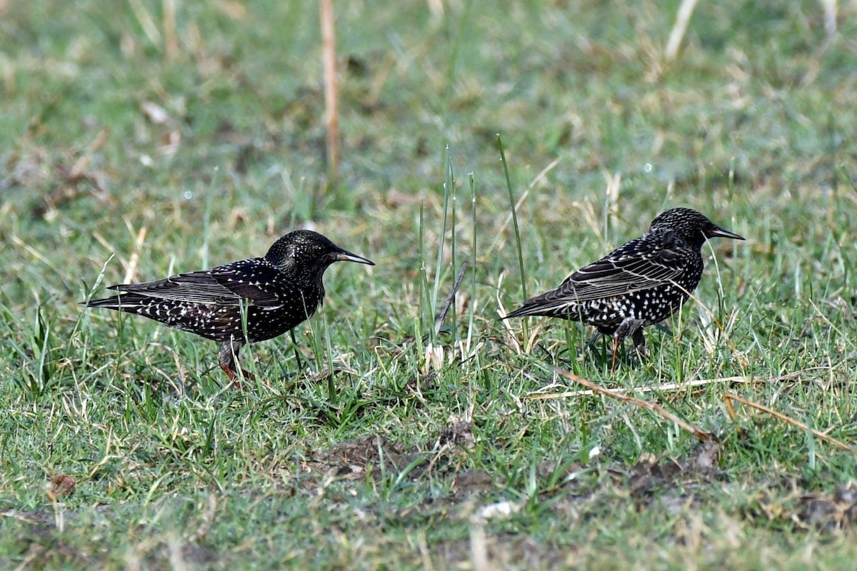 Обыкновенный скворец - ML647745834