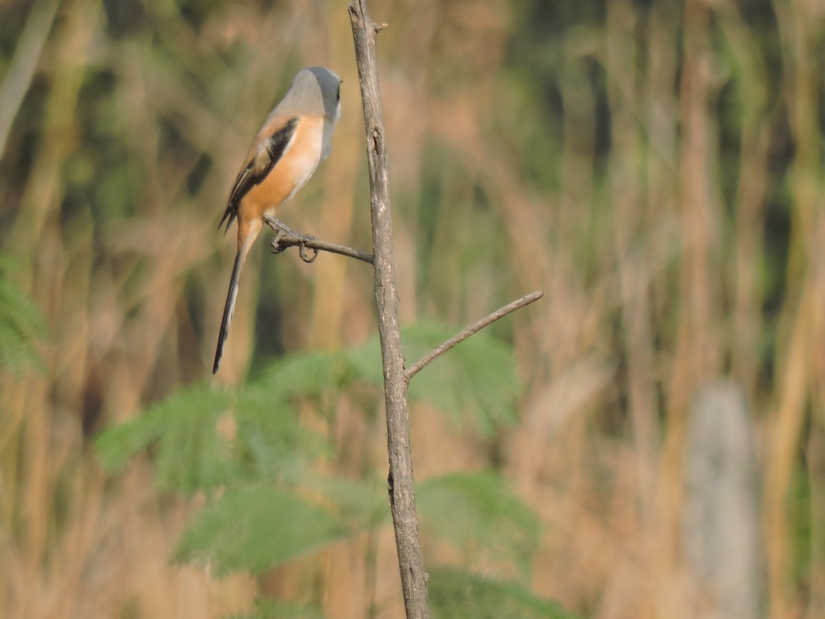 Длиннохвостый сорокопут - ML647745835