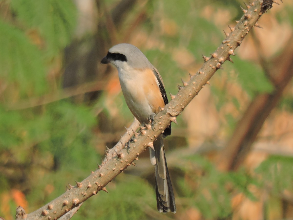 Длиннохвостый сорокопут - ML647745836