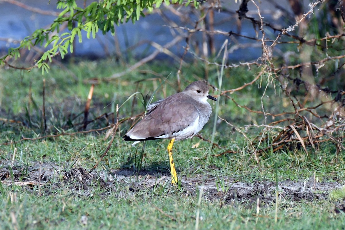 Белохвостая пигалица - ML647745839