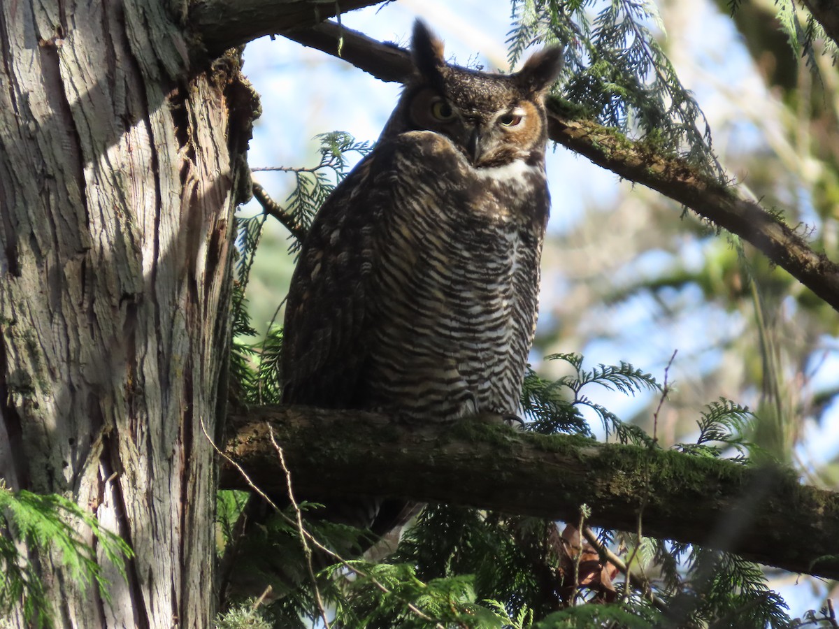 Виргинский филин - ML647745840