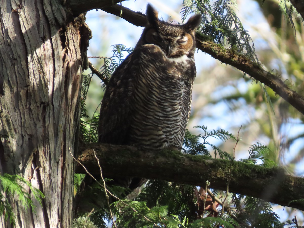 Виргинский филин - ML647745841