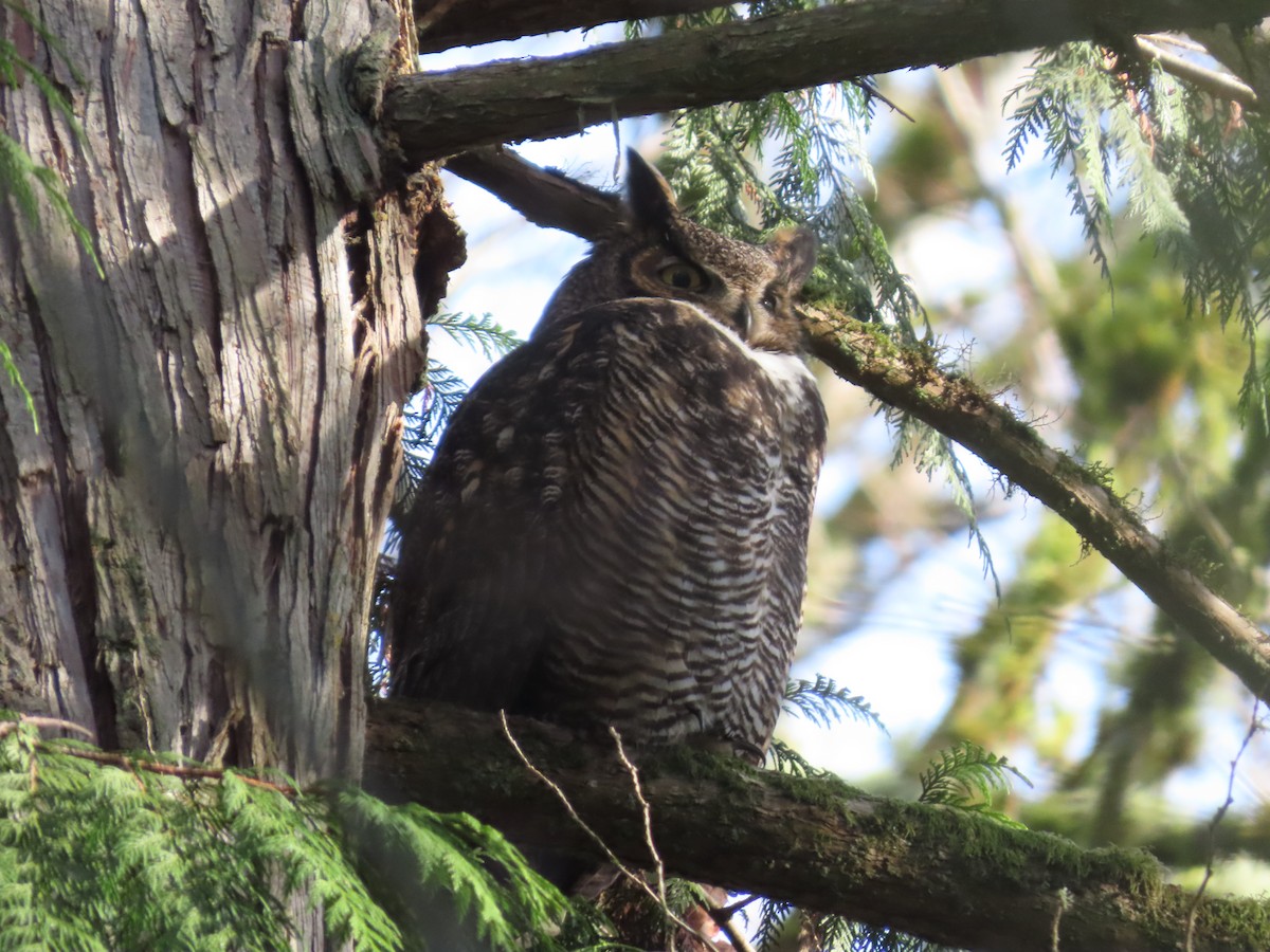 Виргинский филин - ML647745842