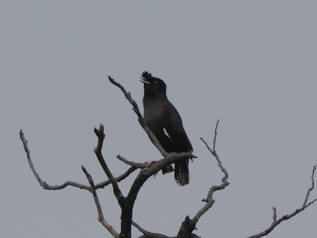 Хохлатая майна - ML647745843