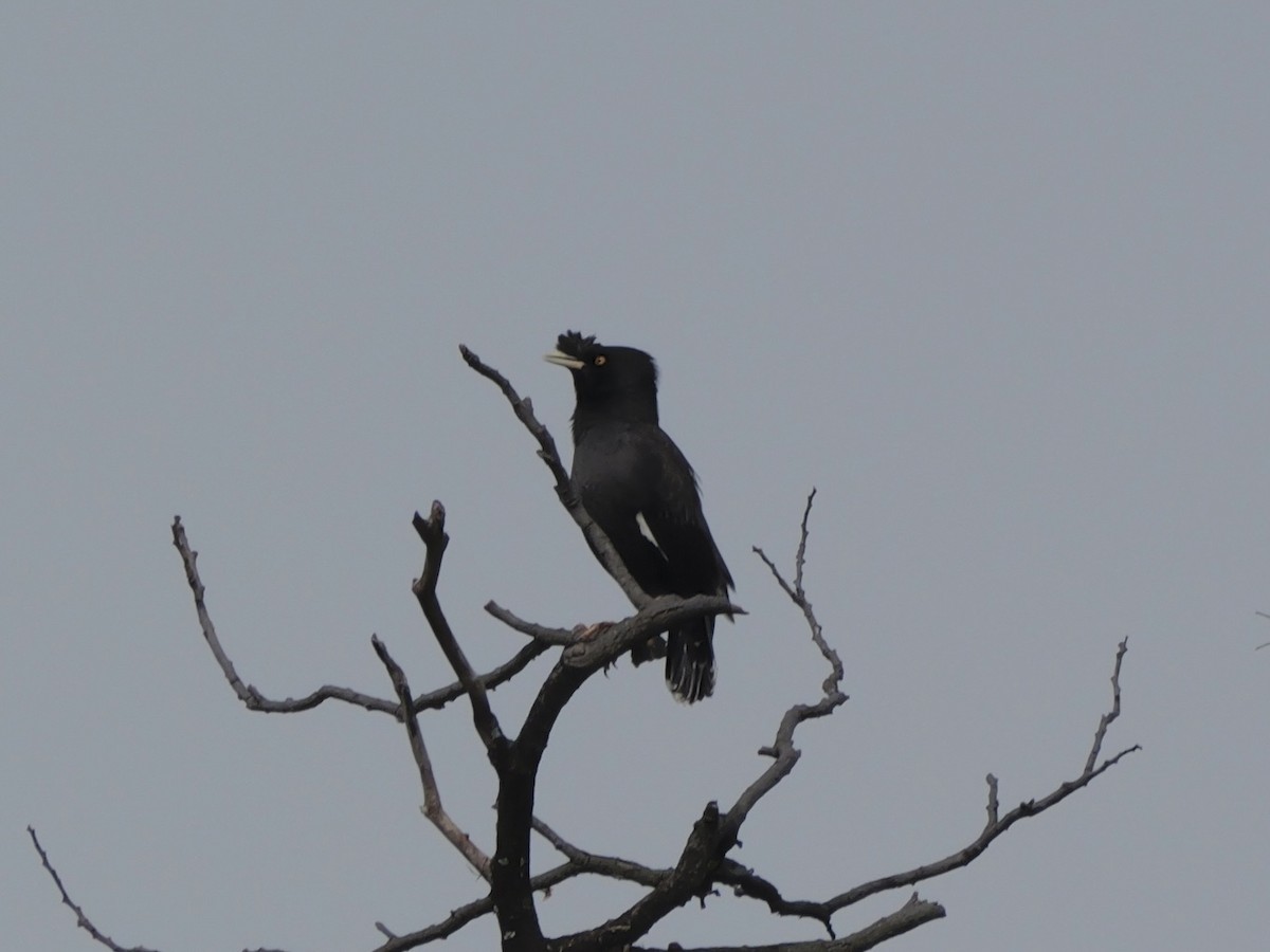 Хохлатая майна - ML647745844