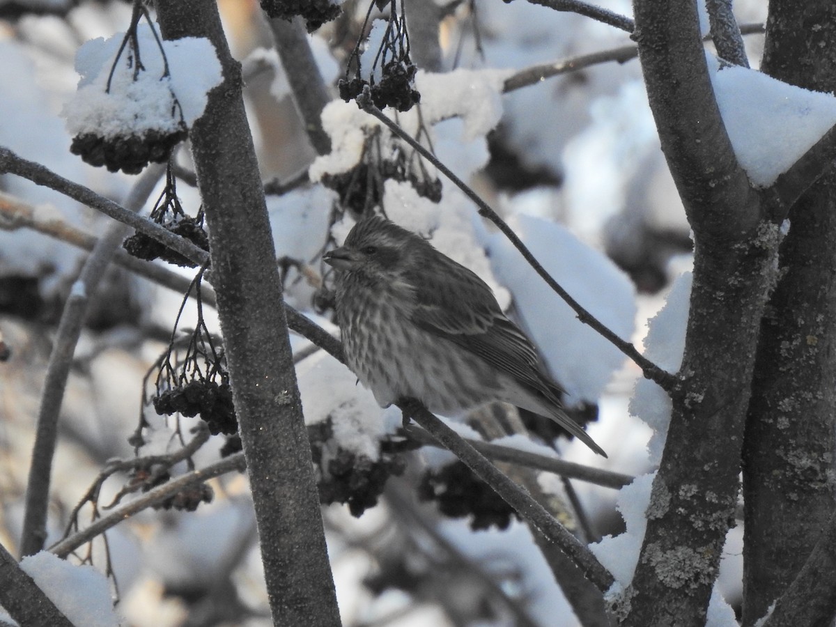 Пурпурная чечевица - ML647745845