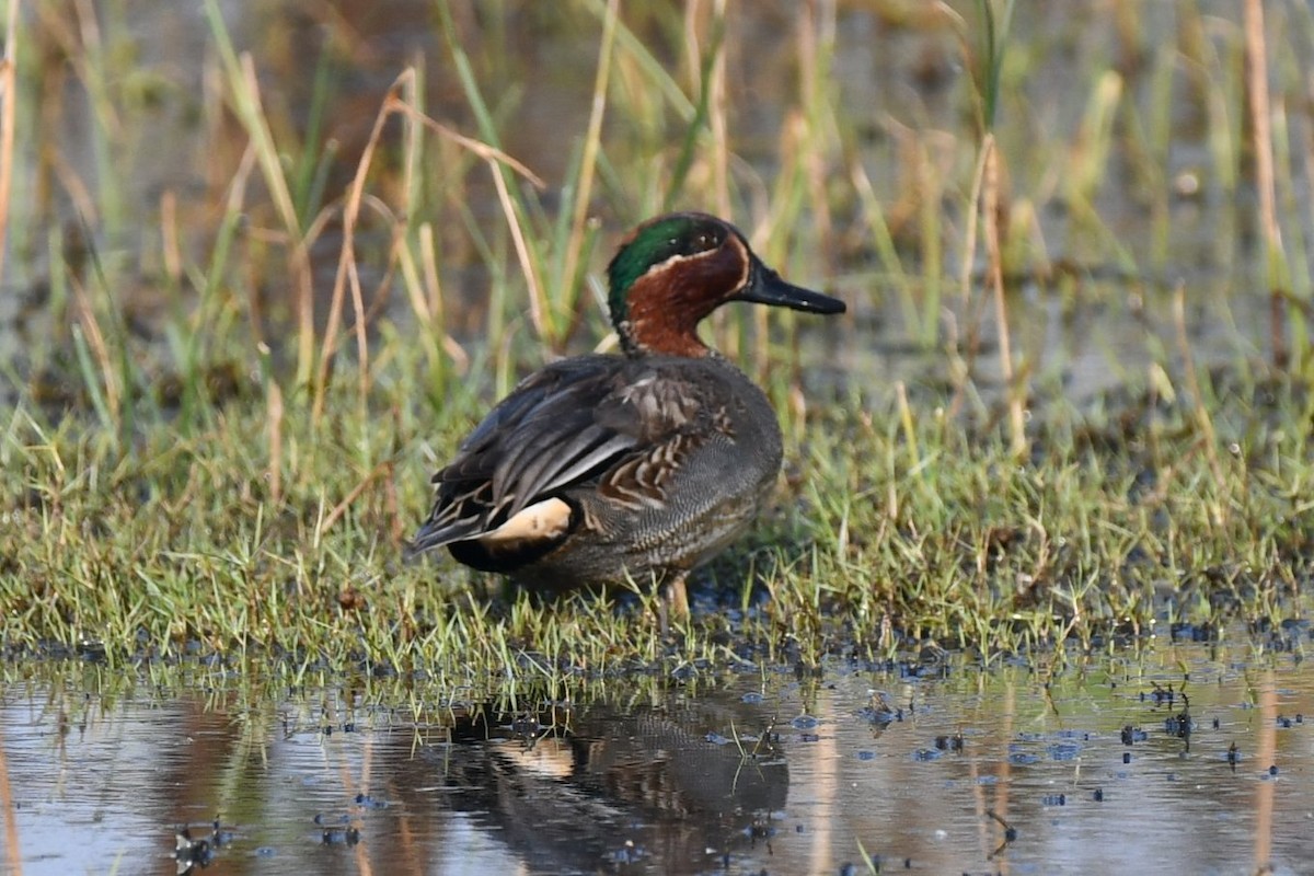 Чирок-свистунок - ML647745846