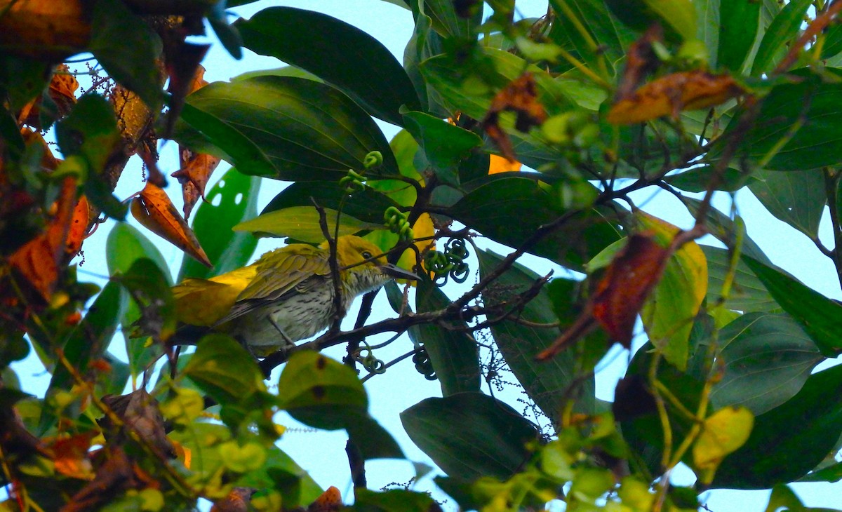 Loriot indien - ML647745853