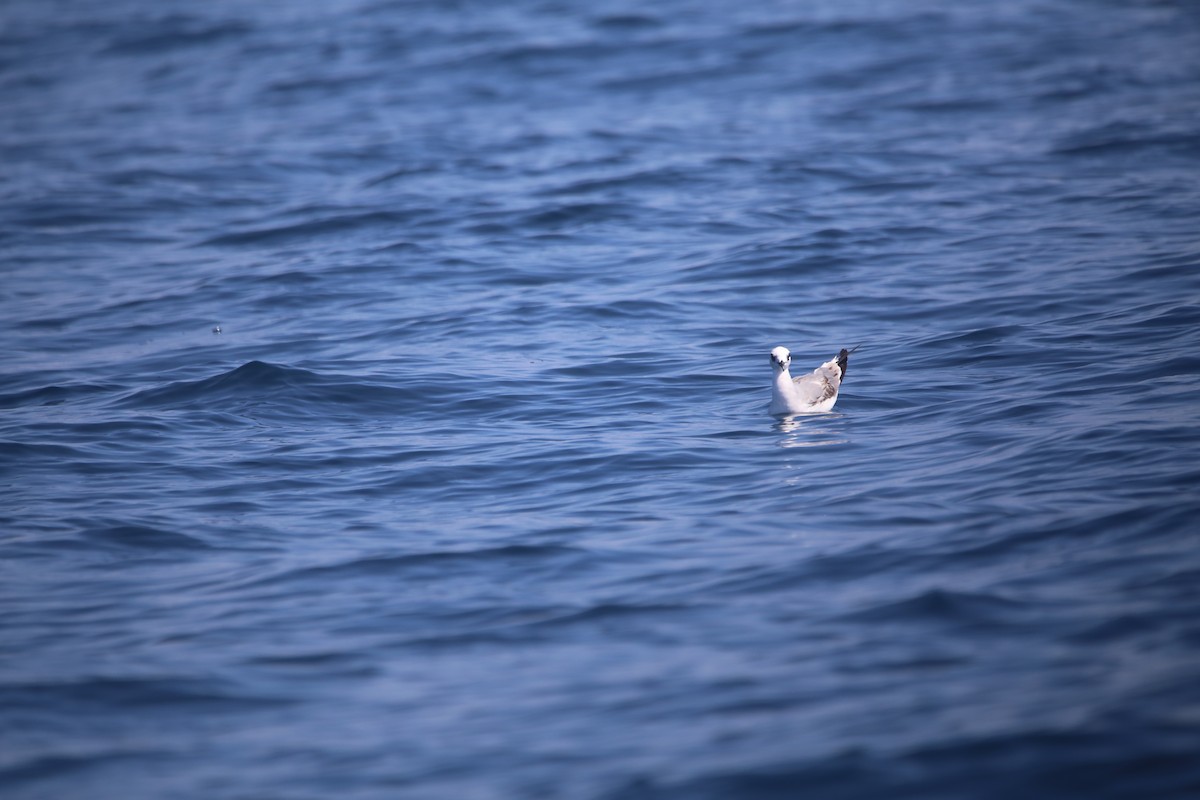 Swallow-tailed Gull - ML647745867