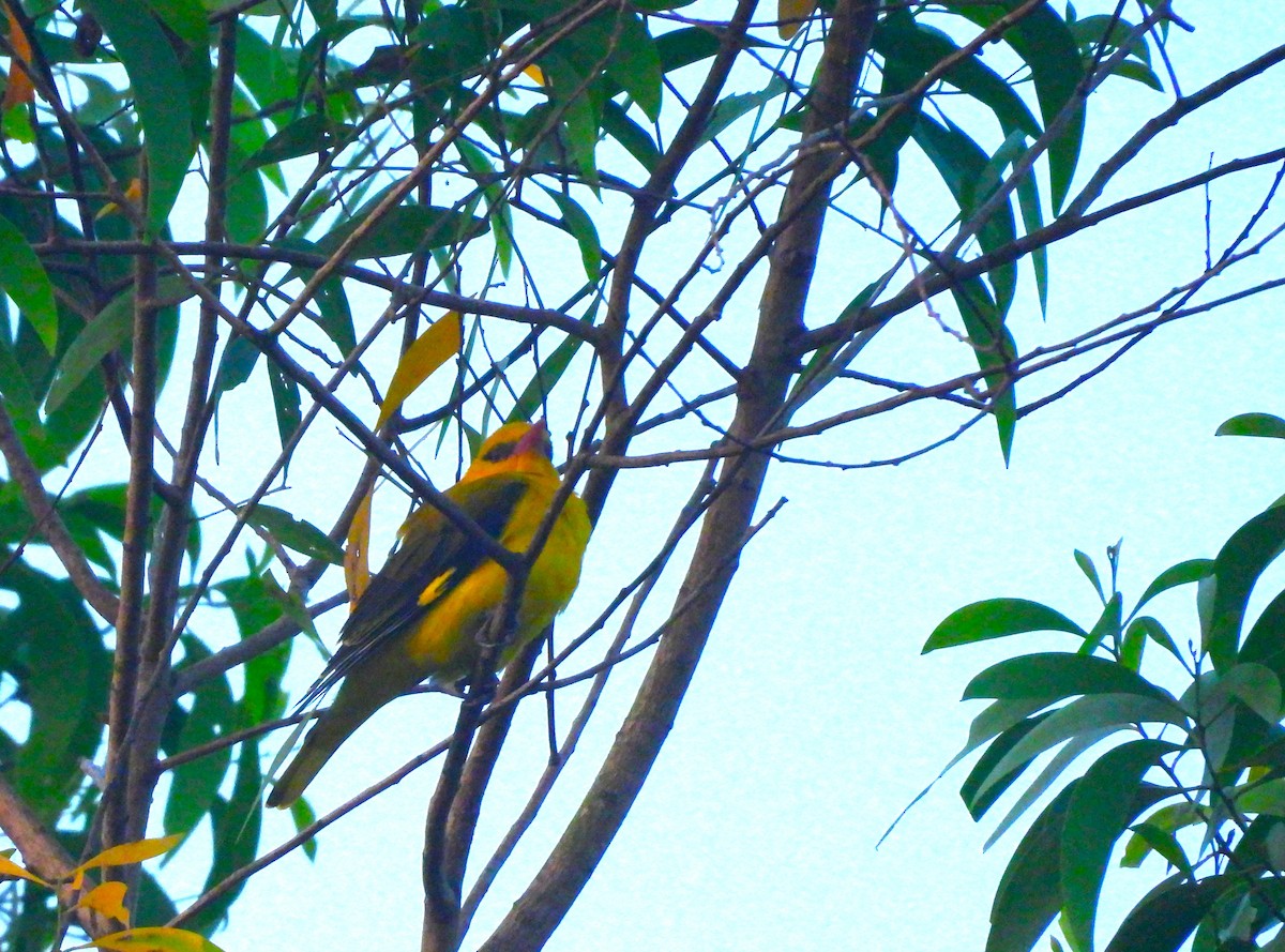 Loriot indien - ML647745872