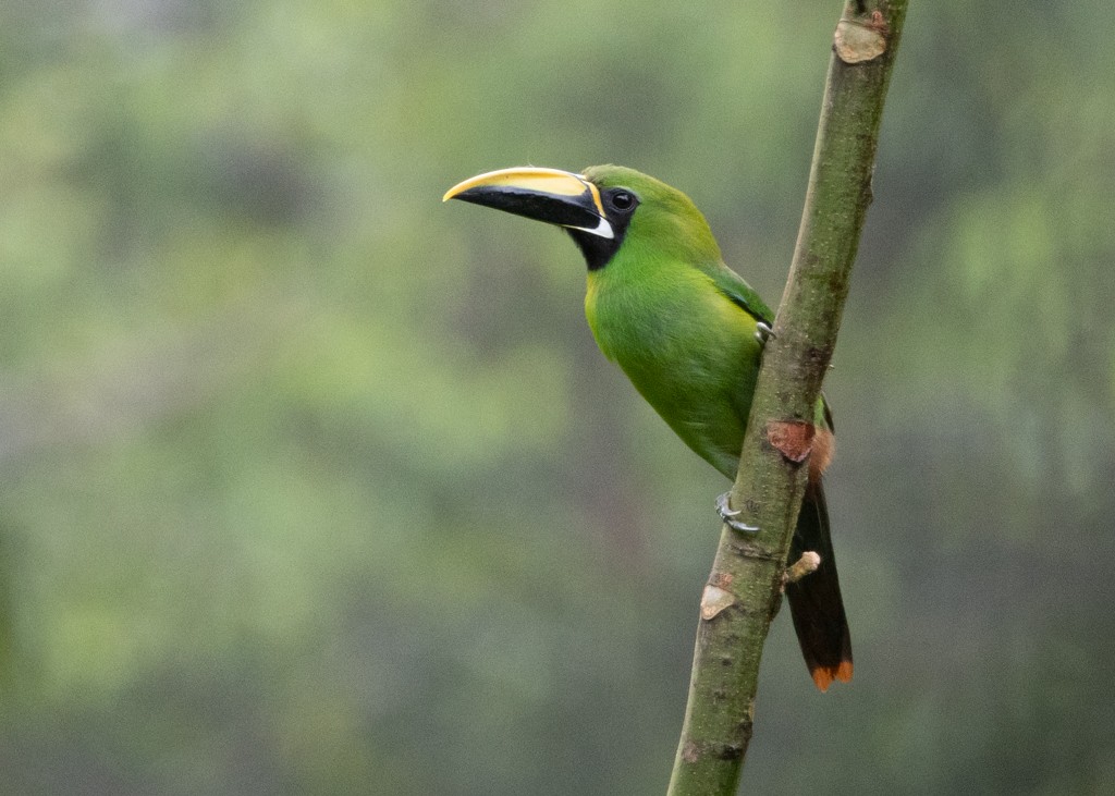 Southern Emerald-Toucanet - ML647745879