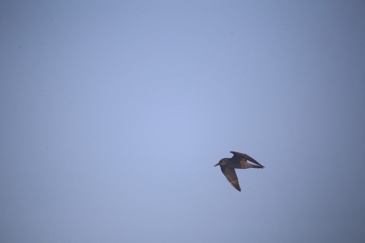 Inca Tern - ML647745892