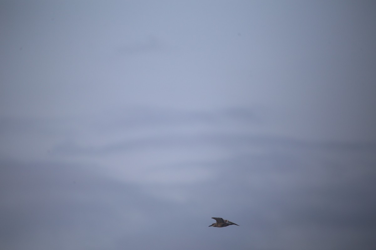 Inca Tern - ML647745893