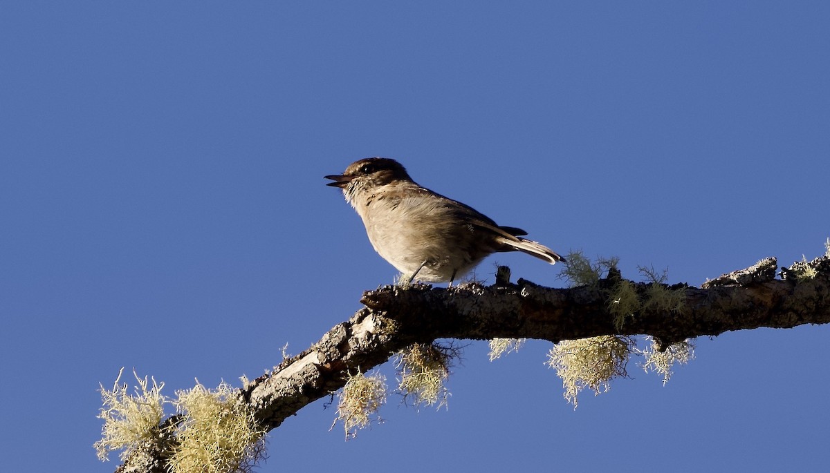 Dusky Robin - ML647745894