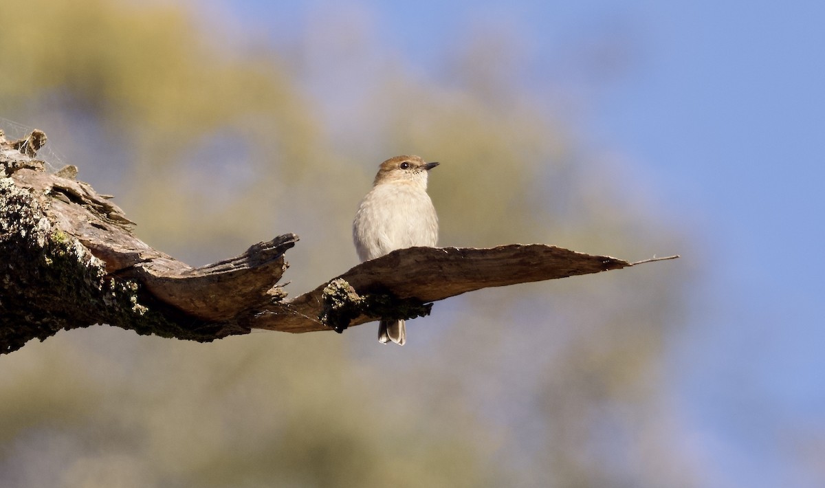 Dusky Robin - ML647745895