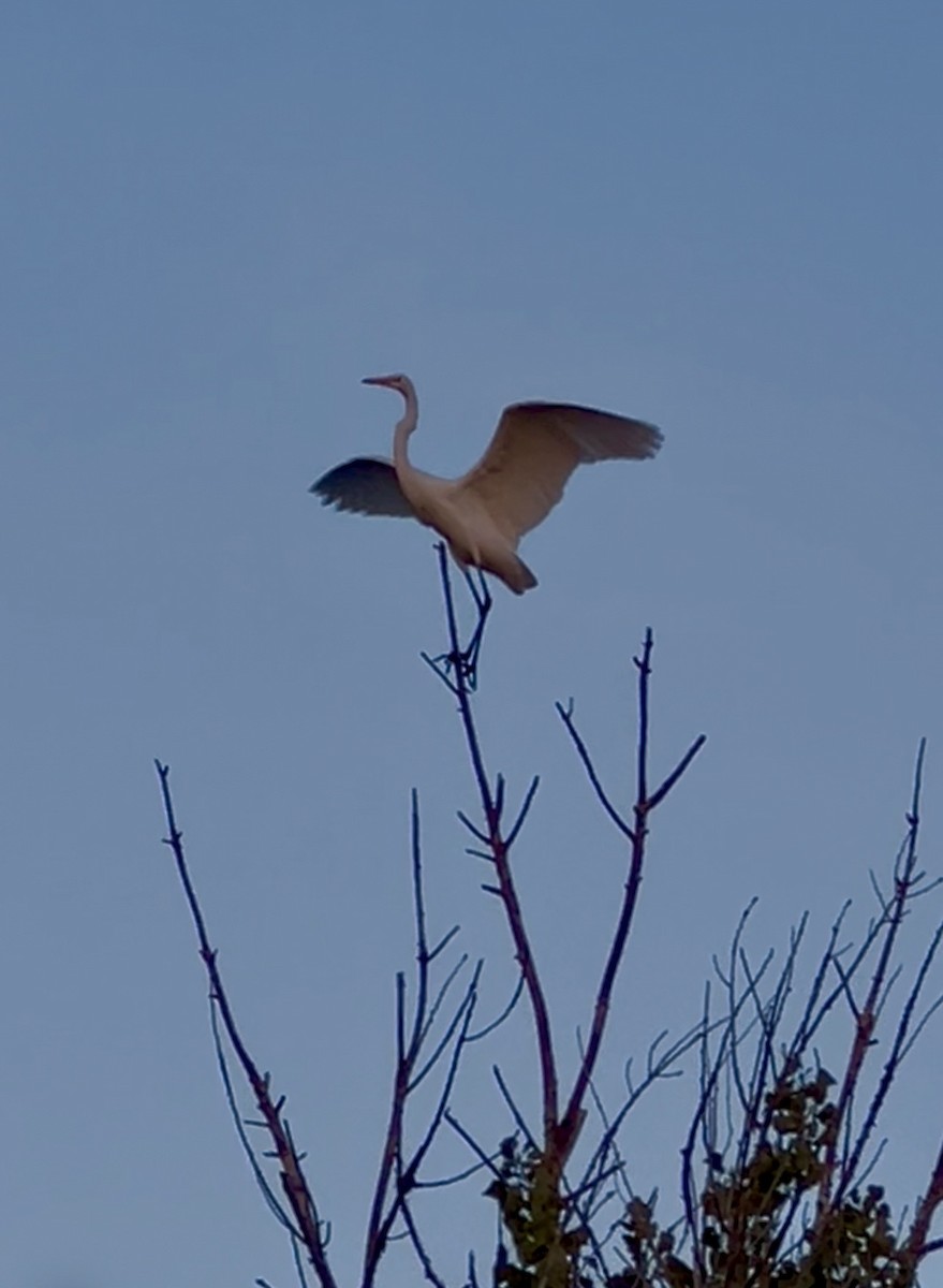 לבנית גדולה - ML647745897