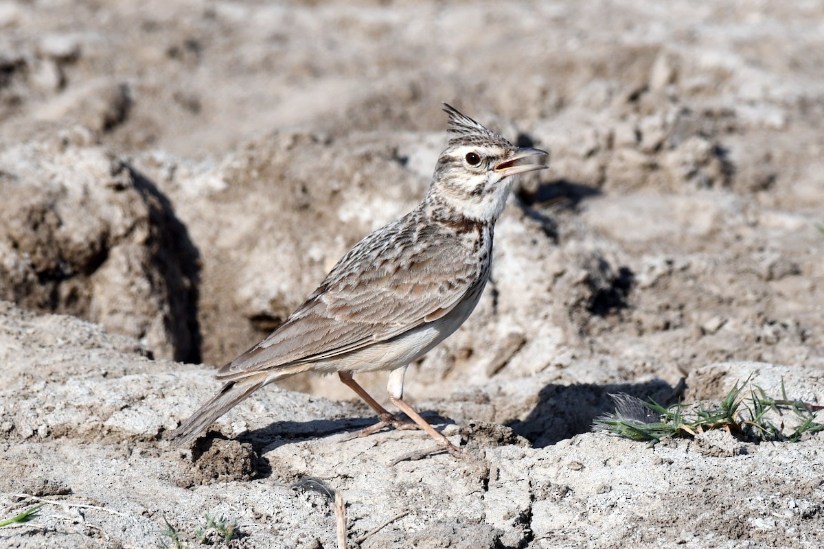 עפרוני מצויץ - ML647745898