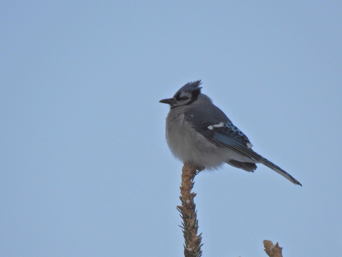 Blue Jay - ML647745899