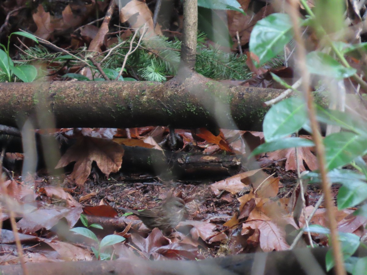 גיבתונית רוננת - ML647745900