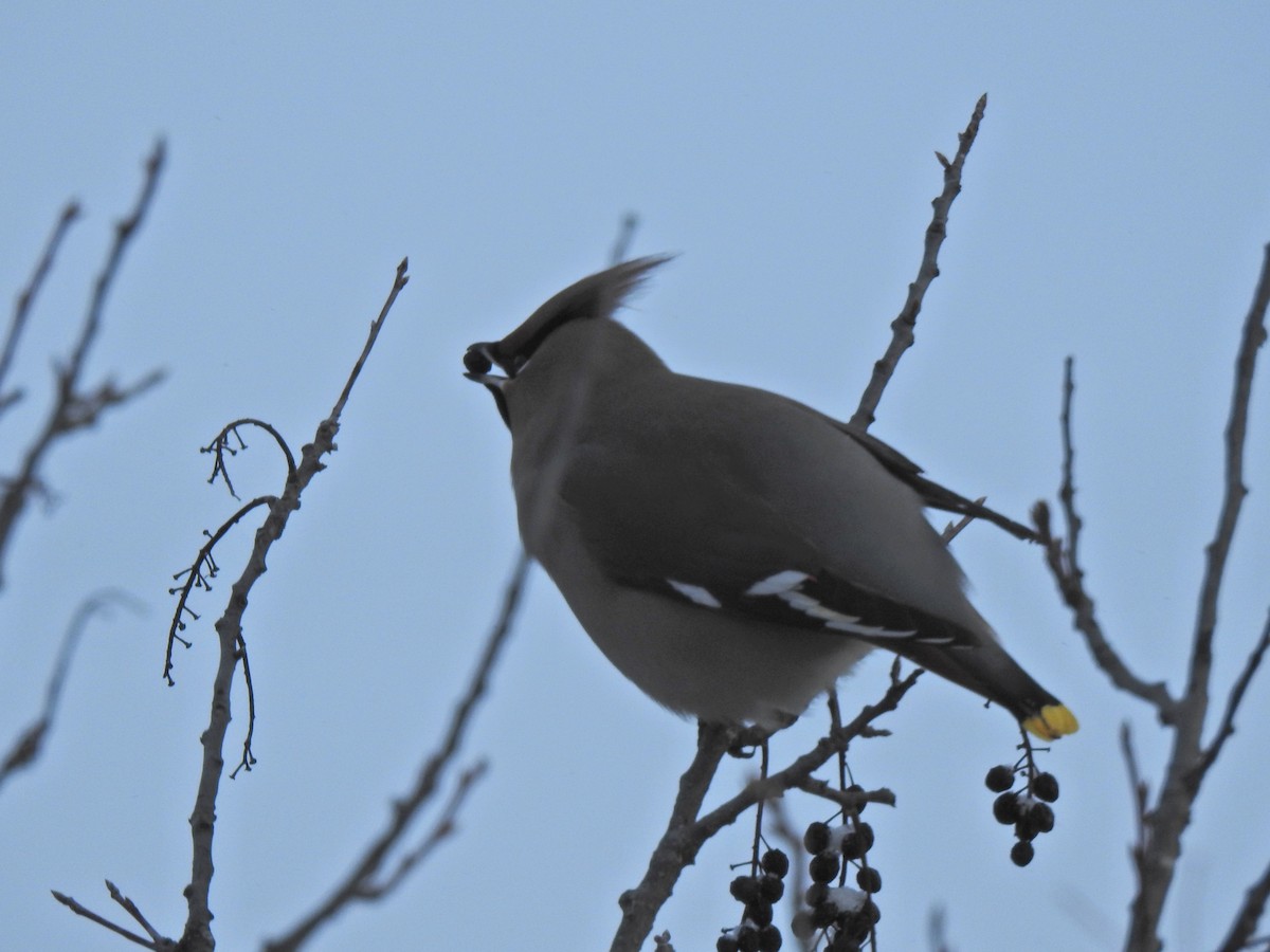 ציצנית - ML647745901