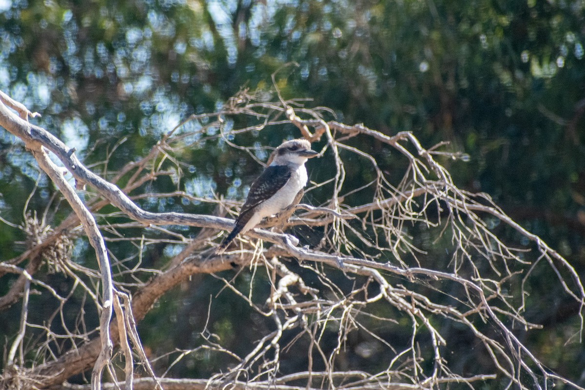 Laughing Kookaburra - ML647745903