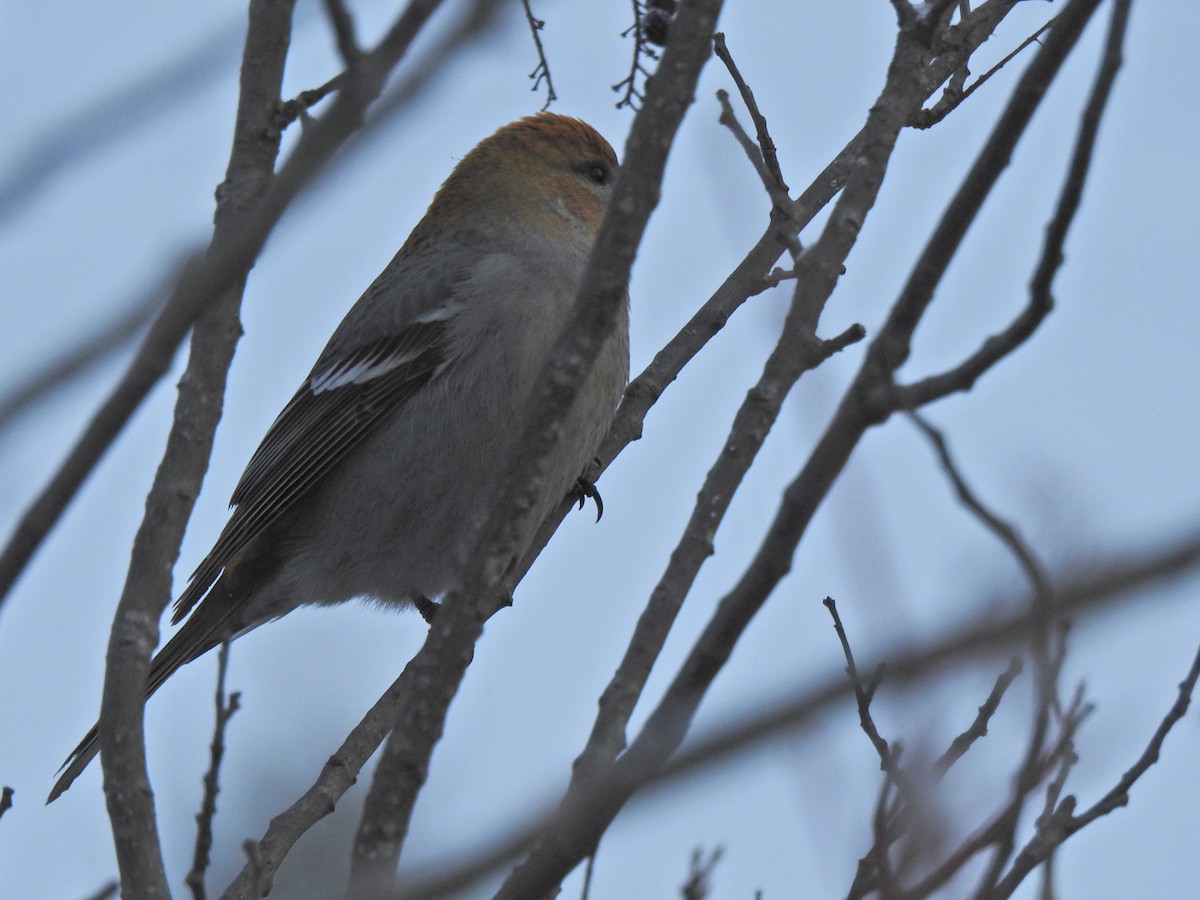 פתיאלי אורנים - ML647745905