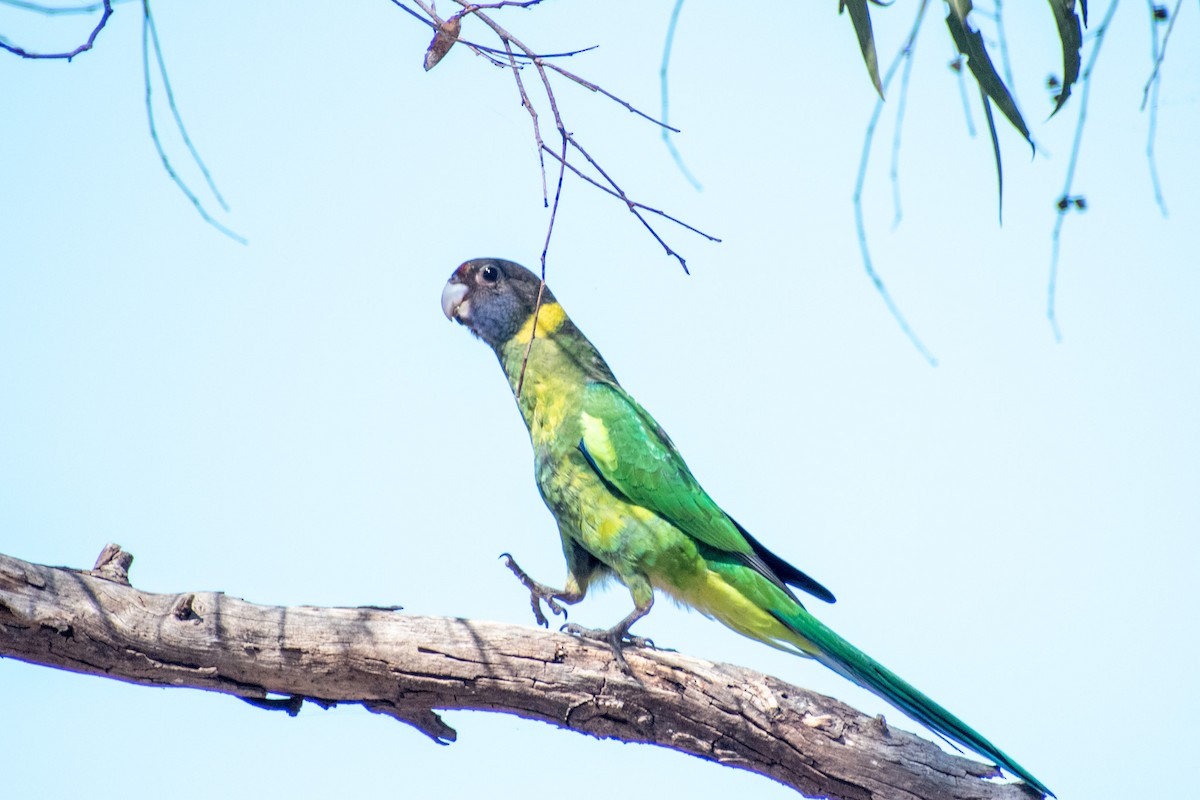 Australian Ringneck - ML647745909