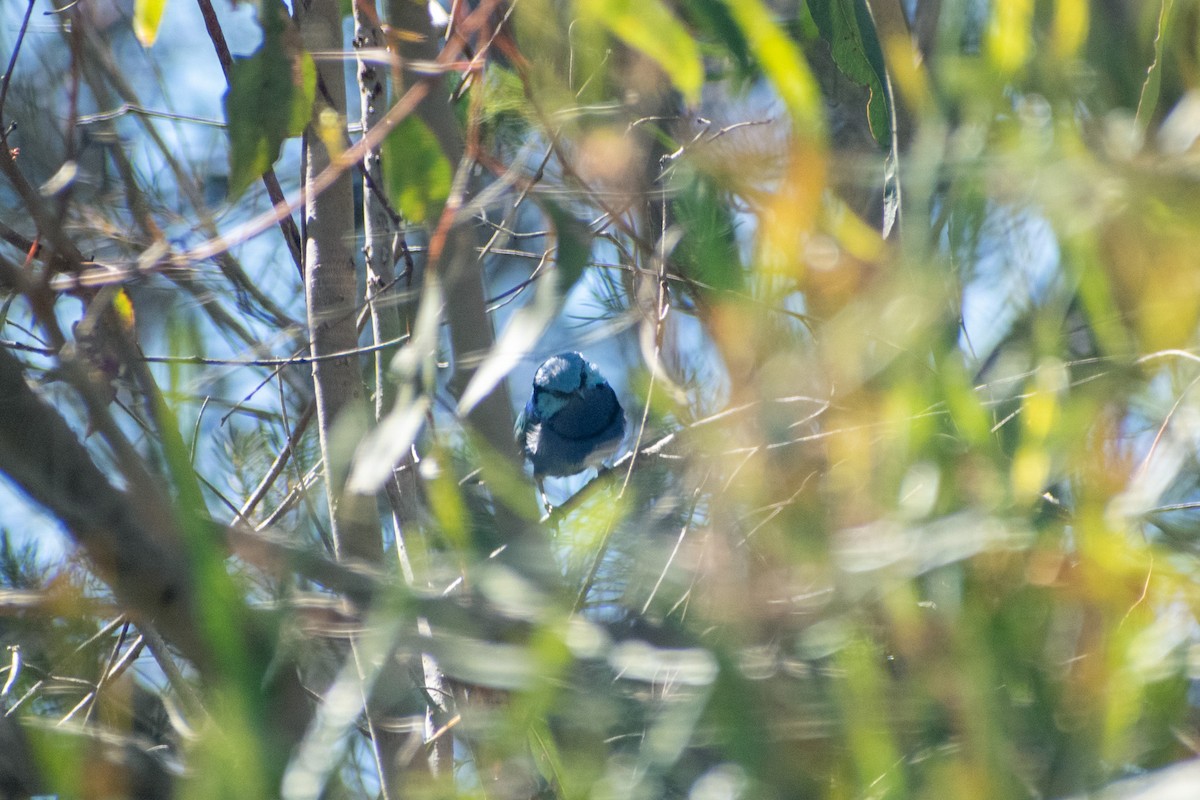 Splendid Fairywren - ML647745910