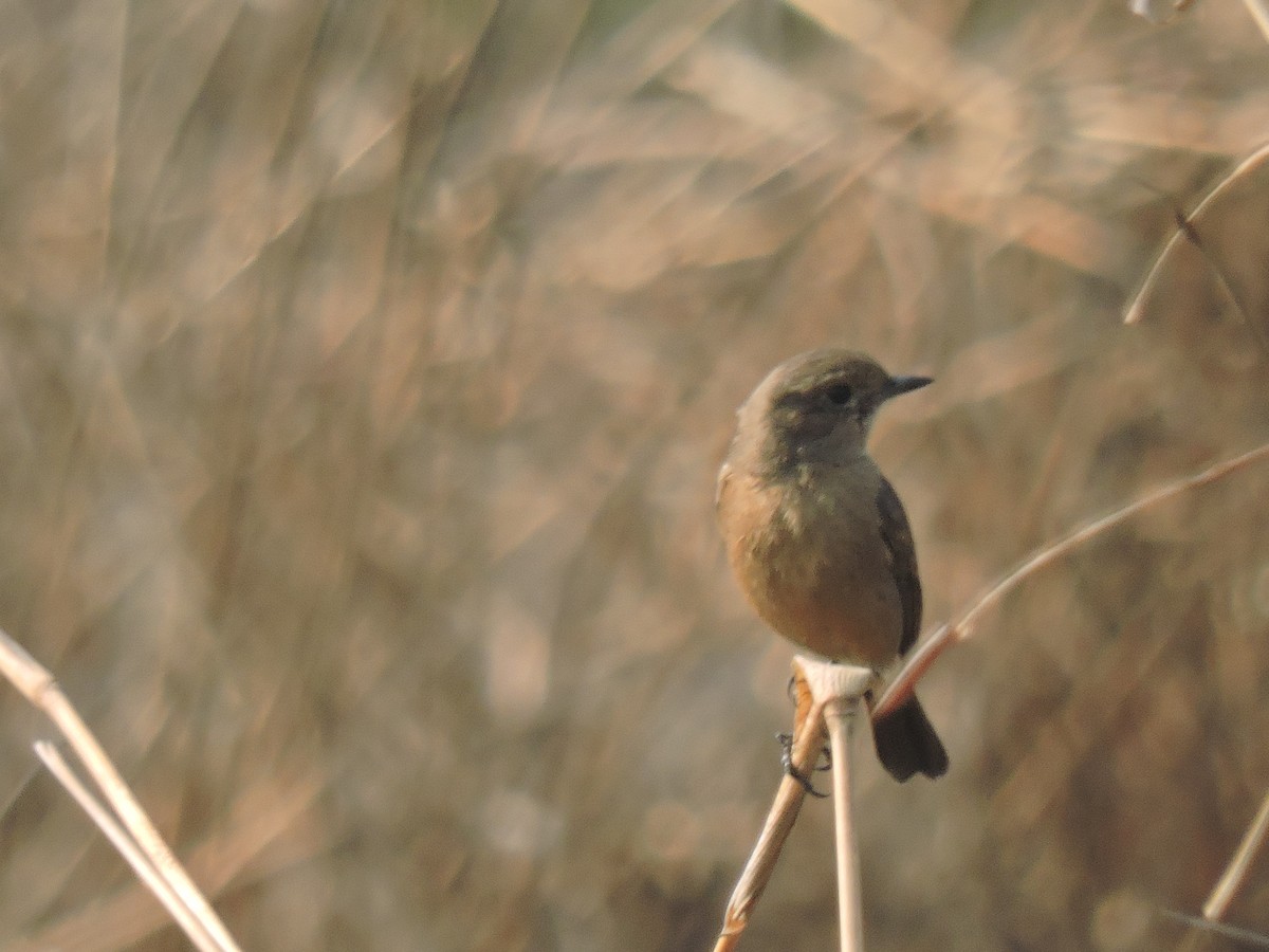 Brown Rock Chat - ML647745912